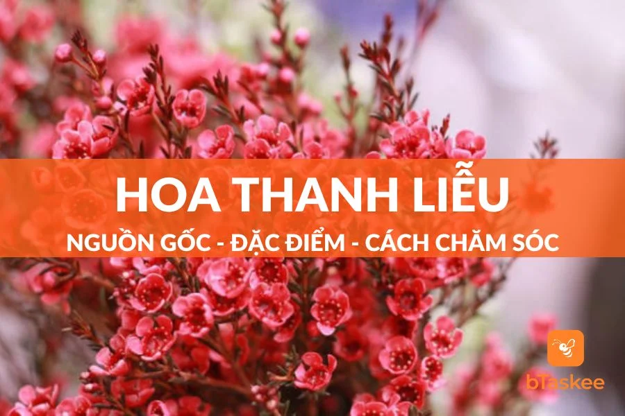 Hoa Thanh Liễu: Nguồn Gốc, Đặc Điểm Và Cách Trồng