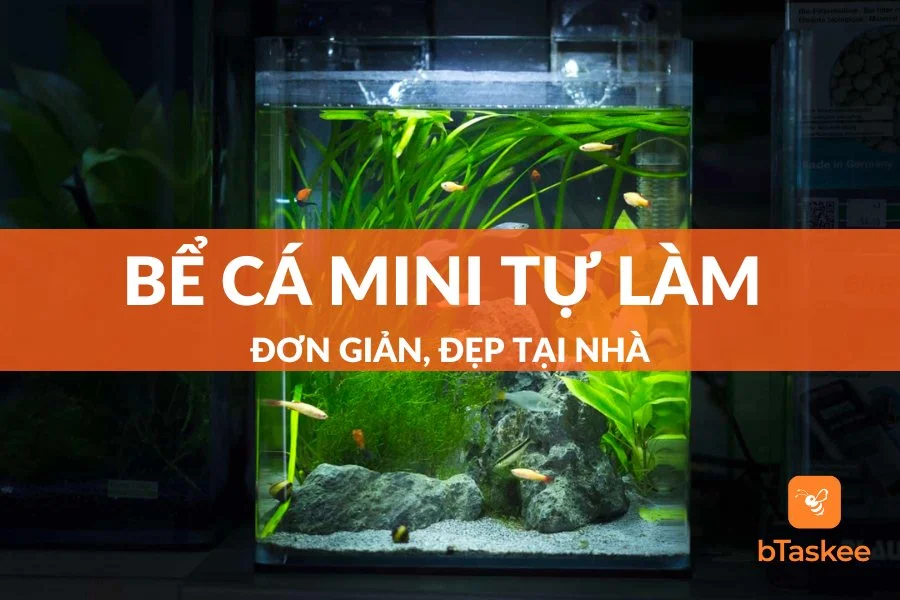 Setup Bể Cá Mini Tự Làm Đơn Giản, Đẹp Tại Nhà