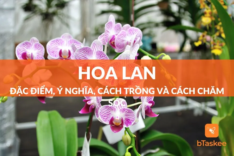 Hoa Lan: Đặc Điểm, Công Dụng, Ý Nghĩa, Cách Trồng Và Cách Chăm Sóc