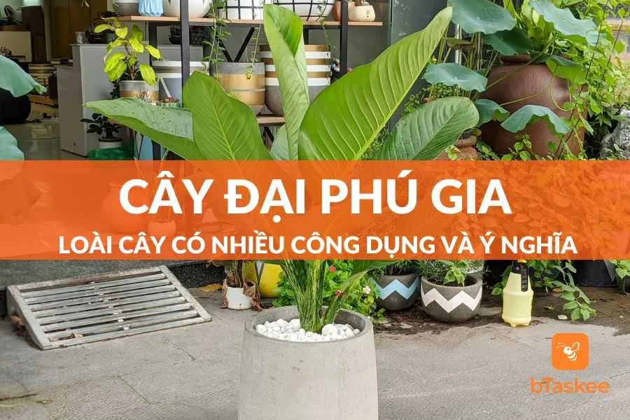 Cây Đại Phú Gia: Loài Cây Có Nhiều Công Dụng Và Ý Nghĩa