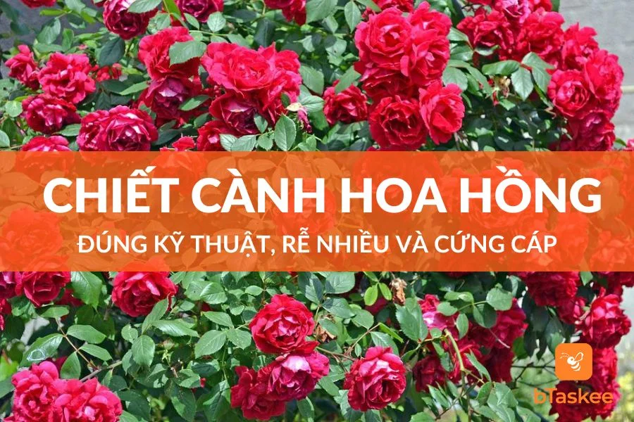 Cách Chiết Hoa Hồng Đúng Kỹ Thuật Nhiều Rễ, Cứng Cáp