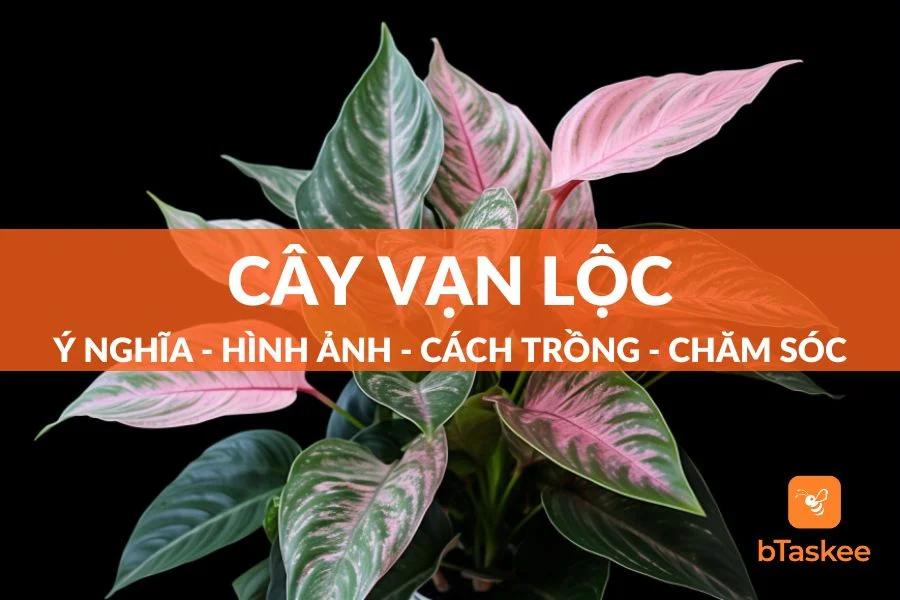 Cây Vạn Lộc Có Ý Nghĩa Gì? Kỹ Thuật Trồng Ra Sao?
