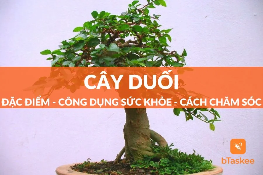 Cây Duối: Đặc Điểm - Công Dụng -Cách Trồng Và Chăm Sóc