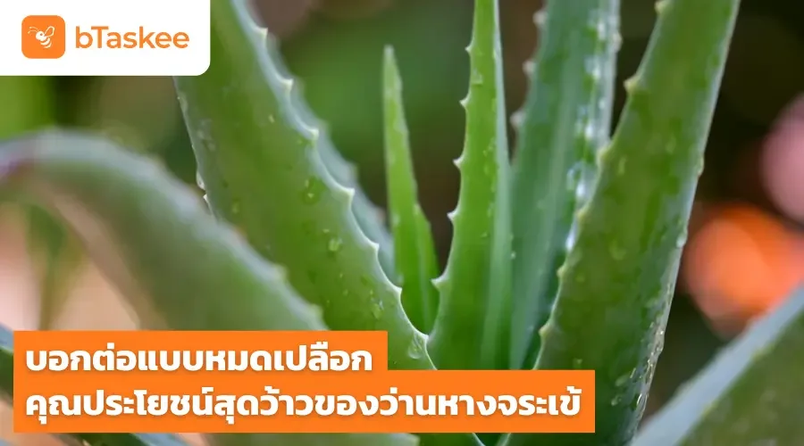 บอกต่อแบบหมดเปลือก คุณประโยชน์สุดว้าวของว่านหางจระเข้