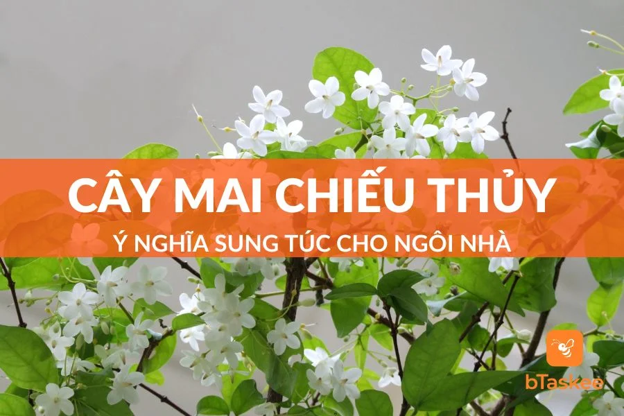 Cây Mai Chiếu Thủy: Ý Nghĩa Sung Túc Cho Ngôi Nhà