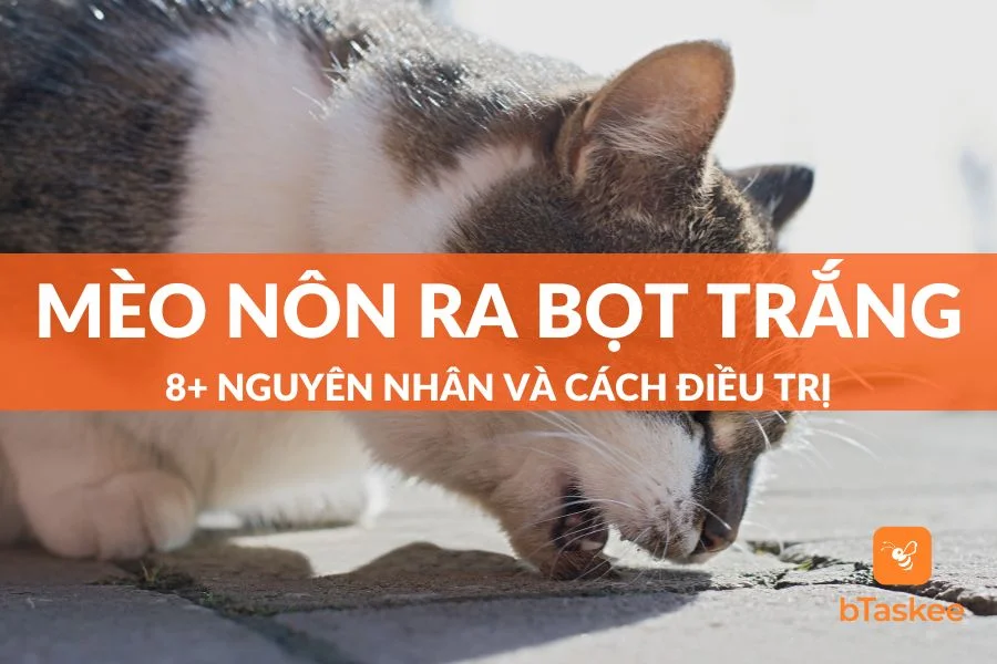 8+ Nguyên Nhân Khiến Mèo Nôn Ra Bọt Trắng Và Cách Điều Trị 