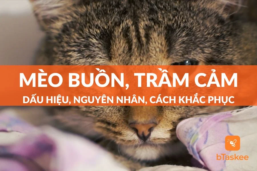 Mèo Buồn, Trầm Cảm: Nguyên Nhân, Cách Điều Trị Cho Mèo