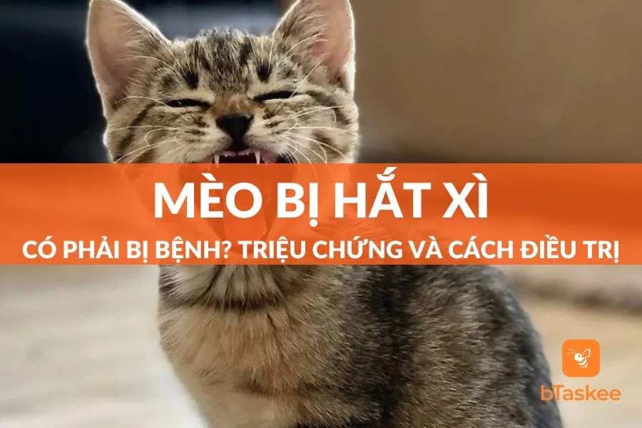 Mèo Bị Hắt Xì Hơi: Nguyên Nhân, Cách Điều Trị Và Chăm Sóc Tại Nhà