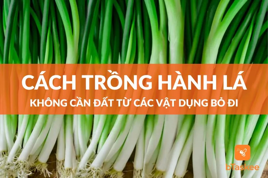 Cách Trồng Hành Lá Không Cần Đất Từ Các Vật Dụng Bỏ Đi