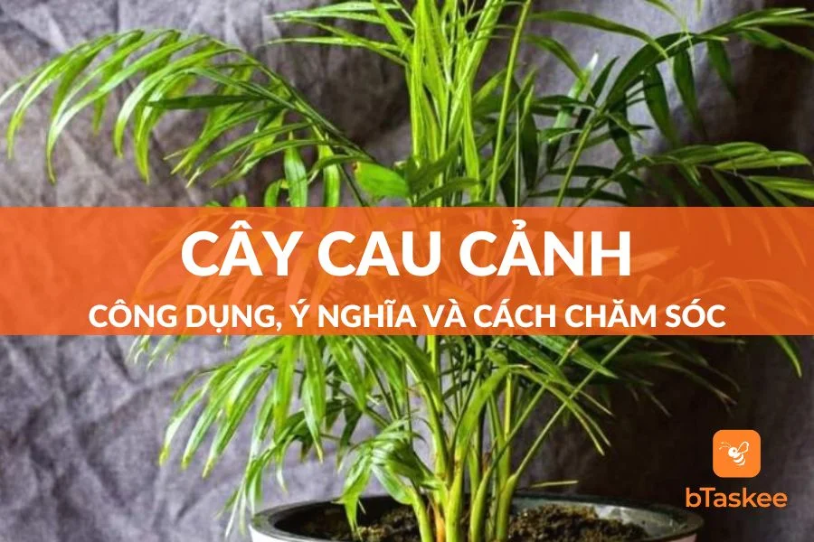 Cây Cau Cảnh: Công Dụng, Ý Nghĩa, Cách Trồng Và Chăm Sóc