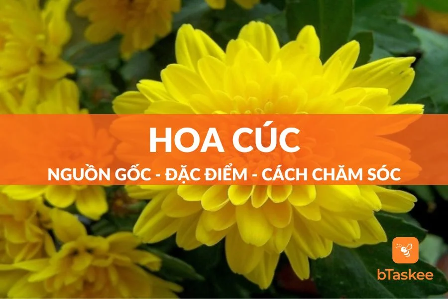 Hoa Cúc: Nguồn Gốc, Đặc Điểm, Cách Trồng Và Chăm Sóc