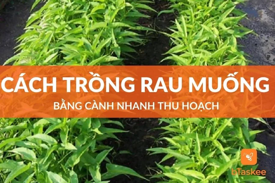 Cách Trồng Rau Muống Bằng Cành Nhanh Thu Hoạch
