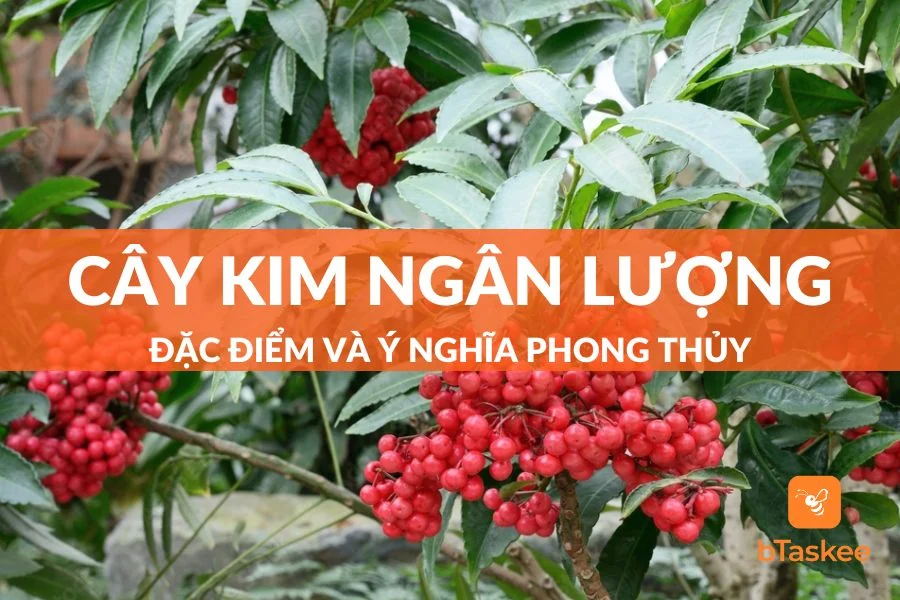Cây Kim Ngân Lượng: Đặc Điểm Và Ý Nghĩa Phong Thủy