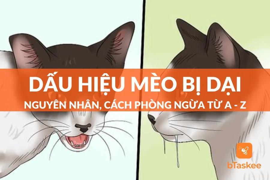 Dấu Hiệu Mèo Bị Dại, Nguyên Nhân, Cách Phòng Ngừa Từ A - Z