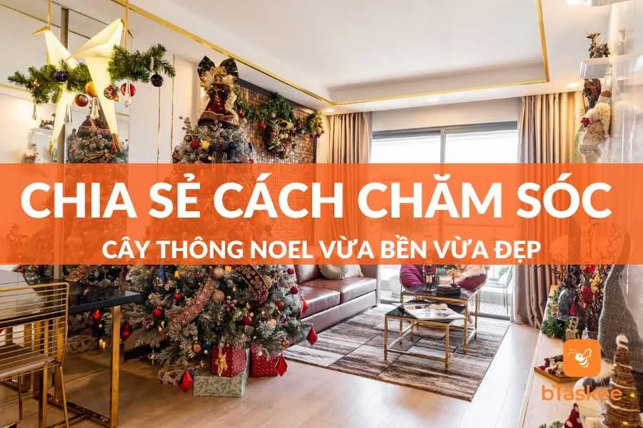 Chia Sẻ Cách Chăm Sóc Cây Thông Noel Vừa Bền, Đẹp, Kéo Dài Tuổi Thọ