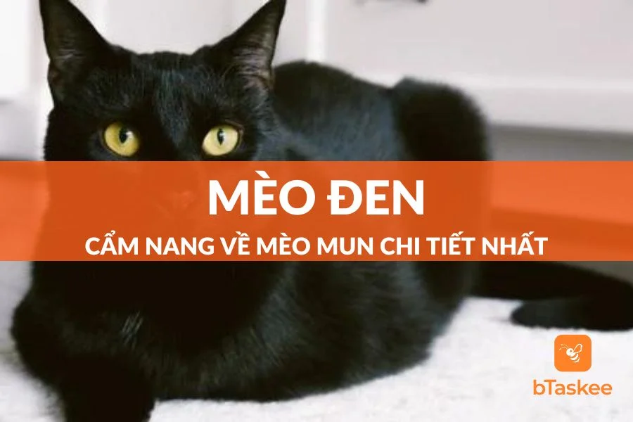 Cẩm Nang Về Mèo Đen (Mèo Mun) - Giống Mèo Ma Lực Bí Ẩn Nhất Thế Giới