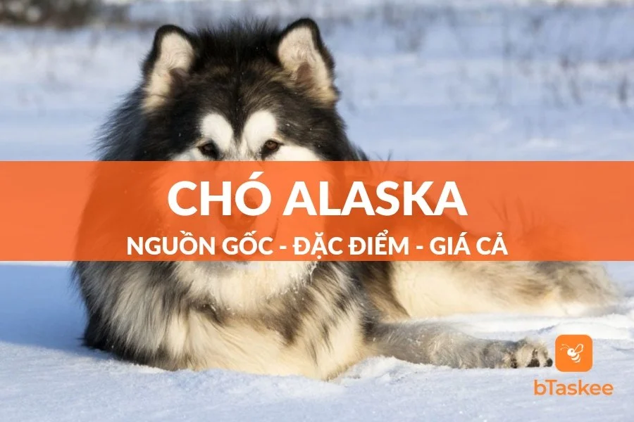Chó Alaska: Nguồn Gốc, Đặc Điểm Và Giá Bán Chi Tiết