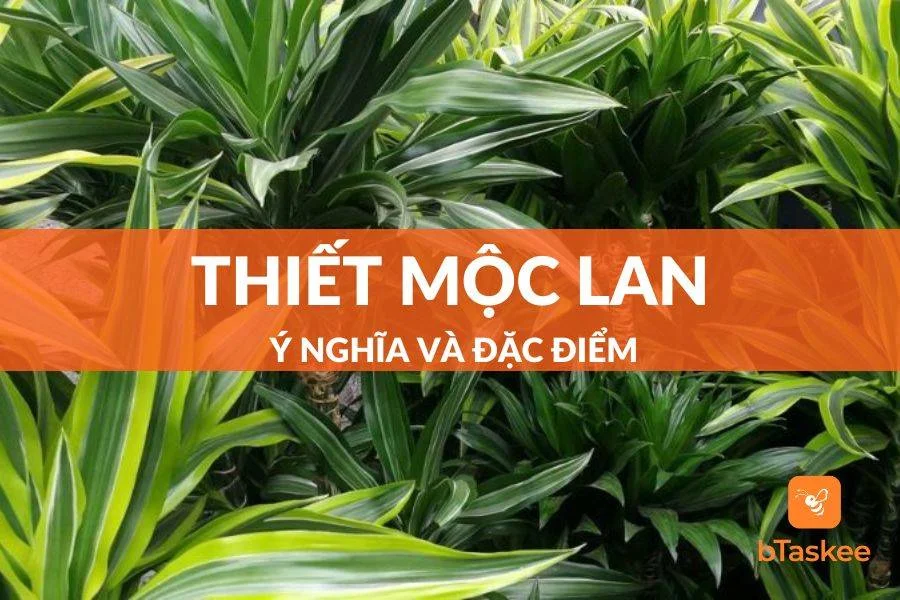 Cây Thiết Mộc Lan: Ý Nghĩa Phong Thủy - Đặc Điểm - Giá Bán
