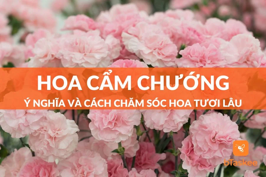 Hoa Cẩm Chướng: Ý Nghĩa Và Cách Chăm Sóc Hoa Tươi Lâu