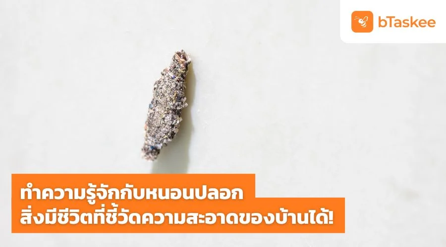 ทำความรู้จักกับ หนอนปลอก สิ่งมีชีวิตที่ชี้วัดความสะอาดของบ้านได้!