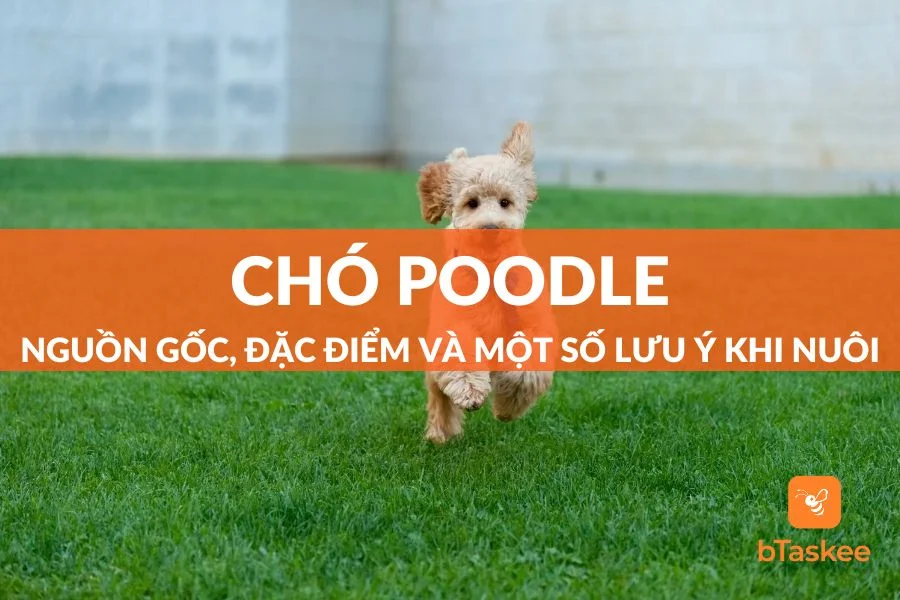 Chó Poodle: Nguồn Gốc, Đặc Điểm Và Một Số Lưu Ý Khi Nuôi