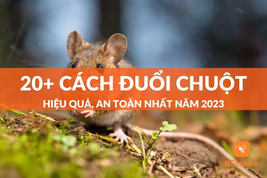 Tổng Hợp 20+ Cách Đuổi Chuột Hiệu Quả An Toàn Nhất Hiện Nay