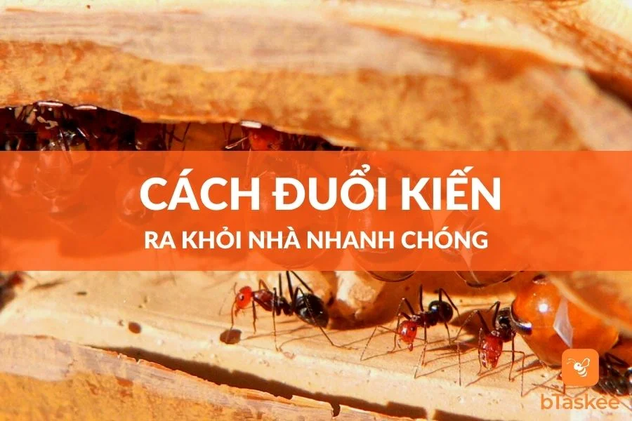 13 Cách Đuổi Kiến Vĩnh Viễn Tại Nhà An Toàn Hiệu Quả