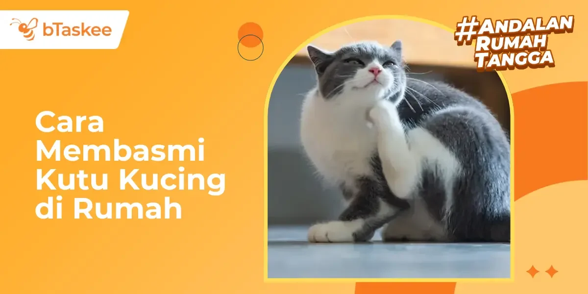 10 Cara Membasmi Kutu Kucing di Rumah Terampuh dan Aman