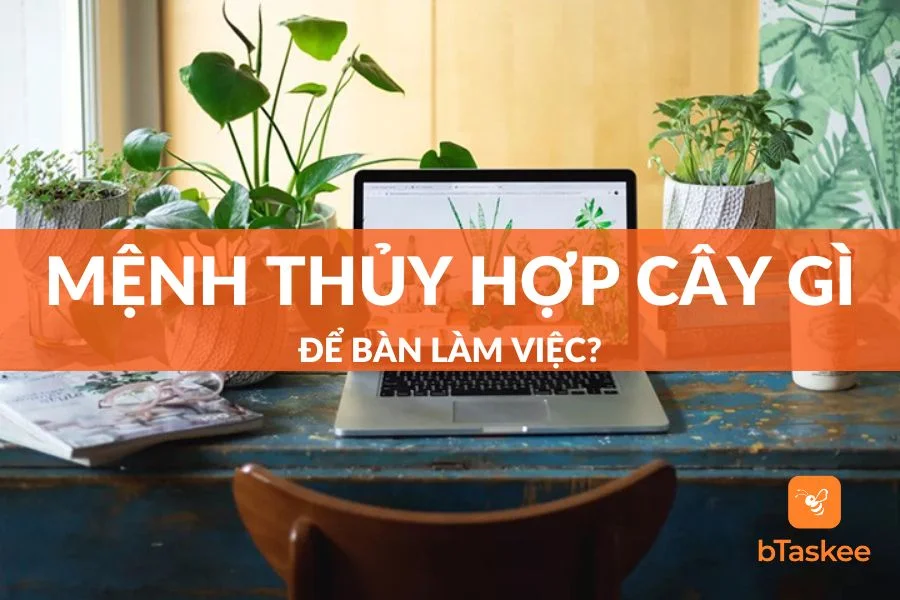 Mệnh Thuỷ Hợp Cây Gì Để Bàn Làm Việc Giúp Hút Tài Lộc?