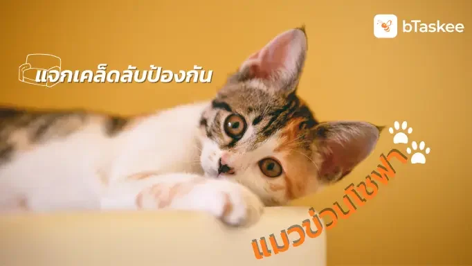 แจกเคล็ดลับป้องกัน 'แมวข่วนโซฟา'