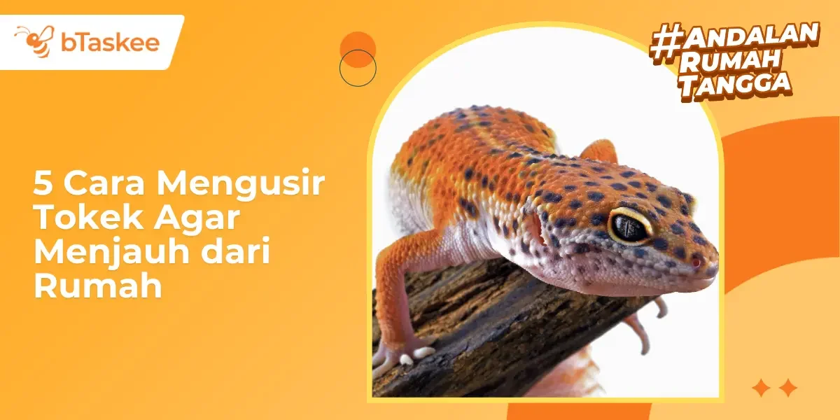5 Cara Mengusir Tokek Agar Menjauh dari Rumah