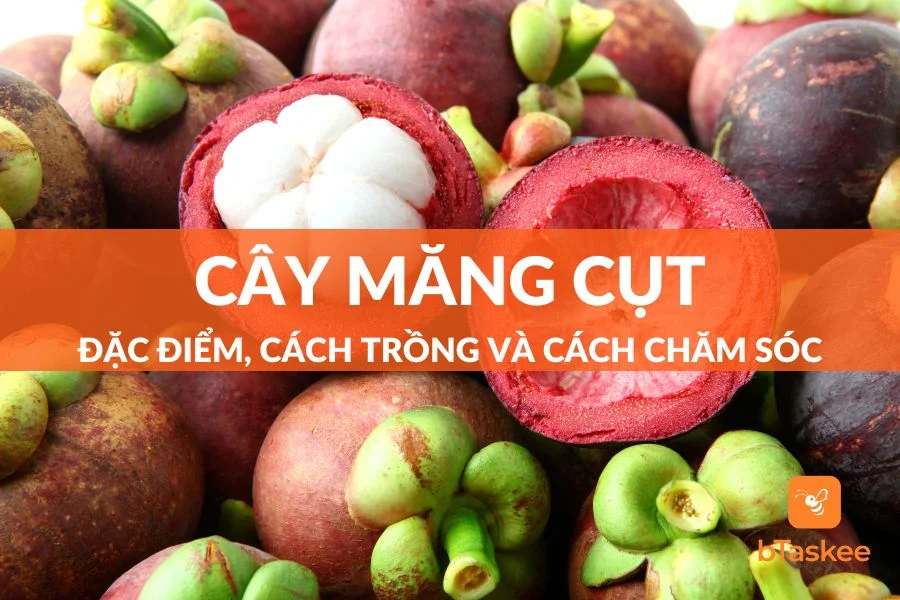 Cây Măng Cụt: Đặc Điểm, Cách Trồng Và Cách Chăm Sóc