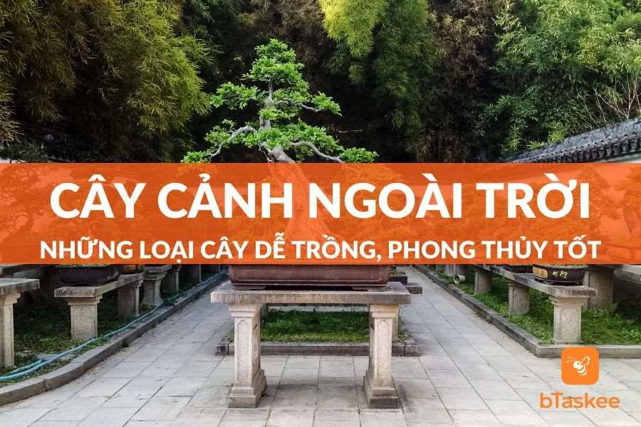 Top 15 Các Loại Cây Cảnh Dễ Trồng Ngoài Trời Mang Tài Lộc