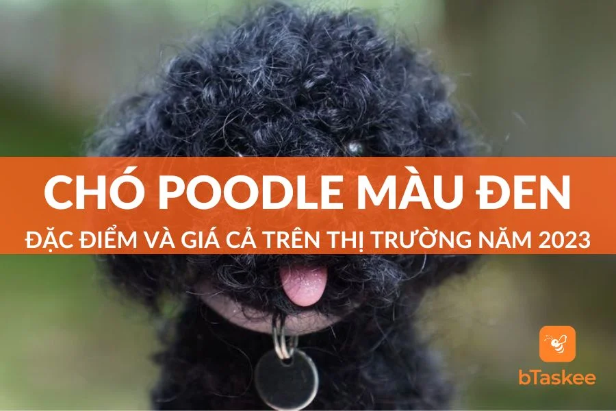 Chó Poodle Đen: Đặc Điểm Và Giá Cả Trên Thị Trường 2023