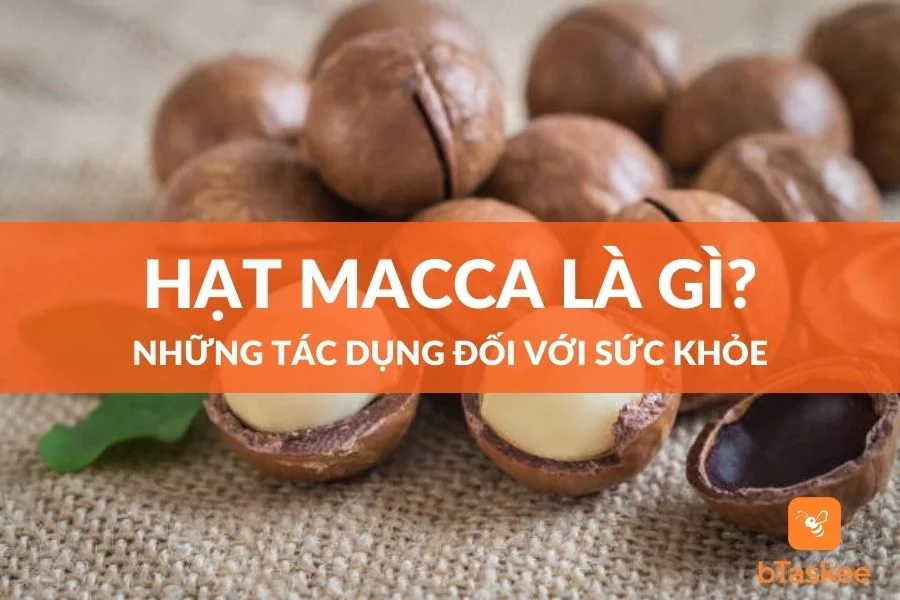 Hạt Macca Là Gì? Những Tác Dụng Của Hạt Đối Với Sức Khỏe
