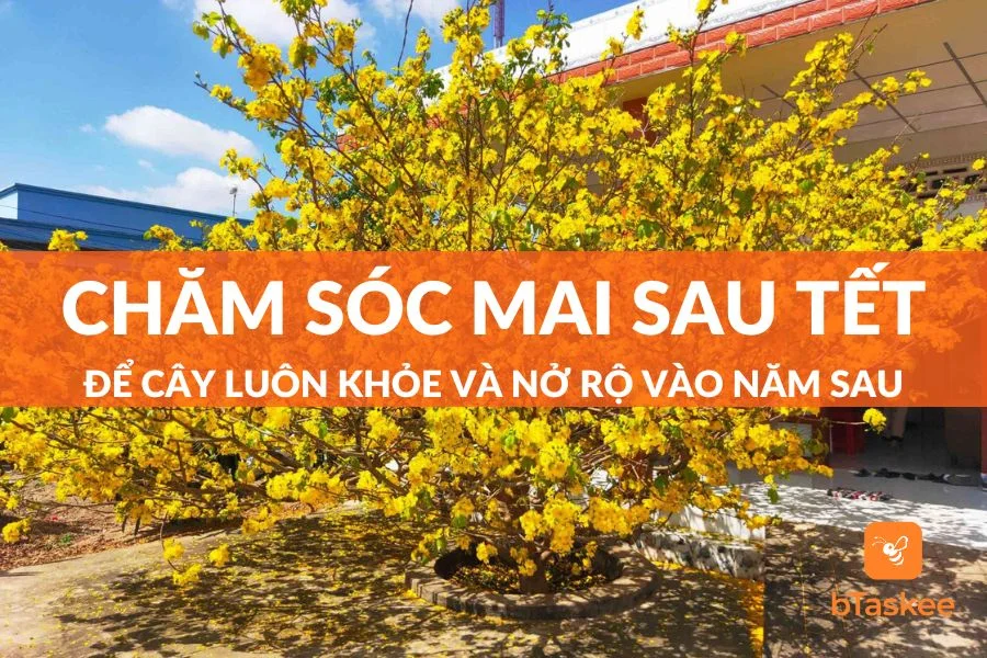 Cách Chăm Sóc Mai Sau Tết Chuẩn Thợ Vườn Để Năm Sau Lại Ra Hoa