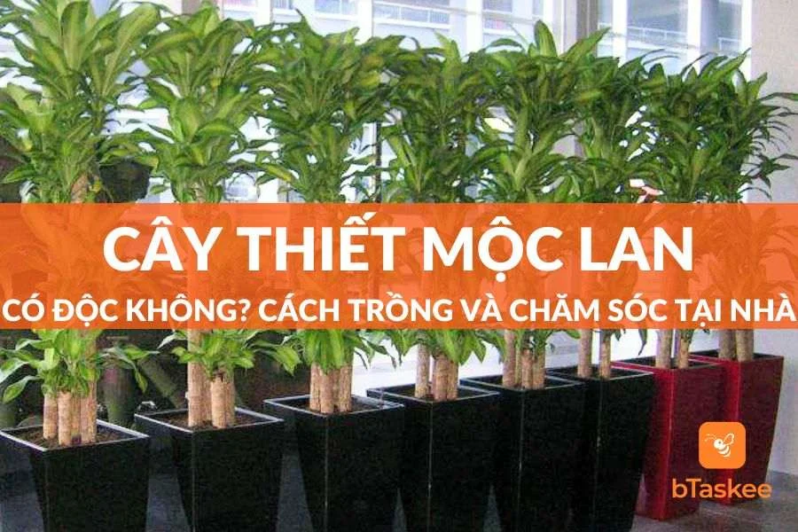 Cây Thiết Mộc Lan Có Độc Không? Có Trồng Được Không?
