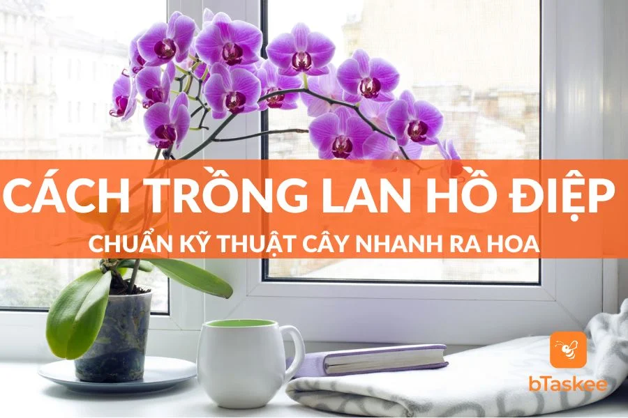 Chia Sẻ Cách Trồng Lan Hồ Điệp Chuẩn Kỹ Thuật Cây Nhanh Ra Hoa