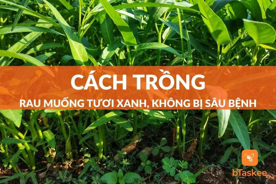 Cách Trồng Rau Muống Tại Nhà Xanh Tốt, Dùng Quanh Năm