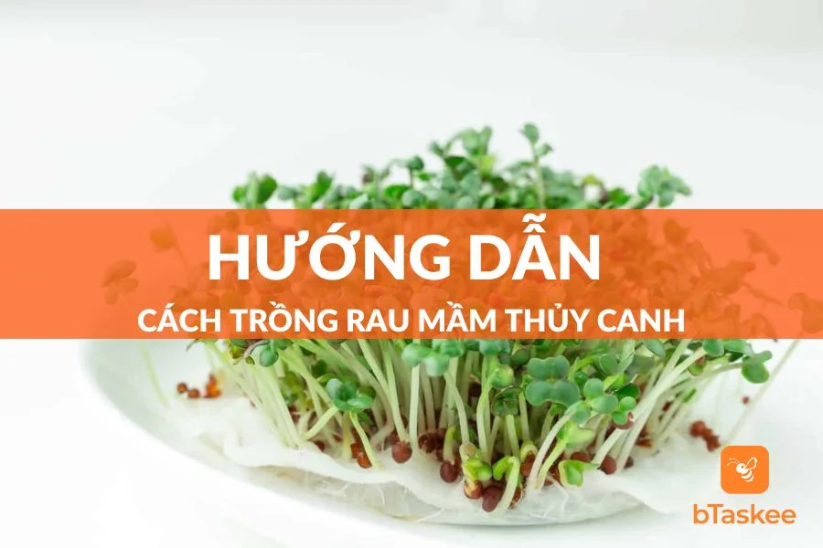 Bật Mí Cách Trồng Rau Mầm Thủy Canh Đơn Giản Tại Nhà