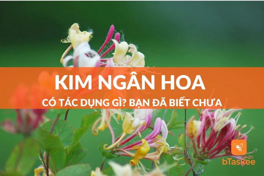 Tiên Dược Kim Ngân Hoa Có Tác Dụng Gì Đối Với Sức Khỏe?