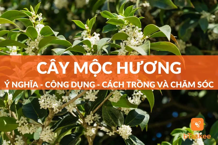 Cây Mộc Hương: Ý Nghĩa, Công Dụng, Cách Trồng Và Chăm Sóc