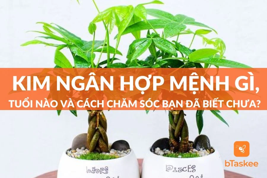 Cây Kim Ngân Hợp Mệnh Gì? Cách Trồng, Chăm Sóc Và Giá Bán Ra Sao?