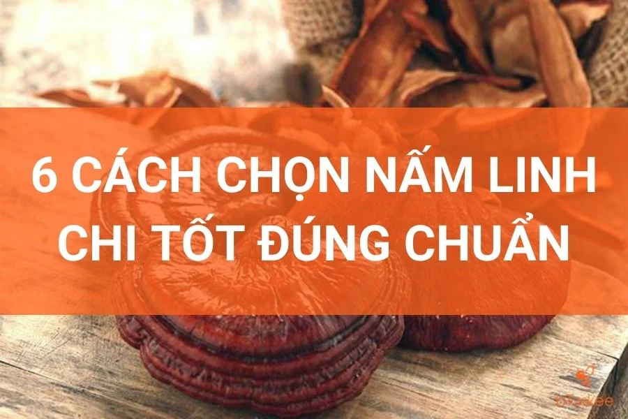 6 Cách Chọn Nấm Linh Chi Tốt, Đúng Chuẩn