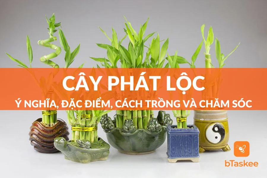 Cây Phát Lộc: Ý Nghĩa, Đặc Điểm, Cách Trồng, Chăm Sóc