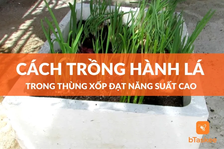 Cách Trồng Hành Lá Trong Thùng Xốp Đạt Năng Suất Cao