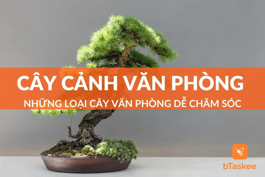 Cây Cảnh Văn Phòng Dễ Chăm Sóc, Tốt Cho Sức Khỏe