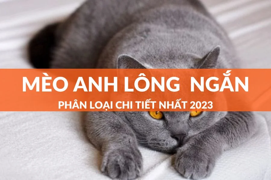 10+ Cách Phân Biệt Các Loại Mèo Anh Lông Ngắn Đơn Giản Nhất