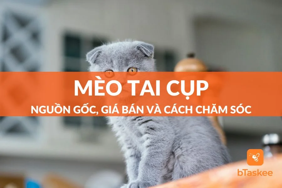 Mèo Tai Cụp Scottish Fold: Nguồn Gốc, Cách Chăm Sóc và Giá Bán