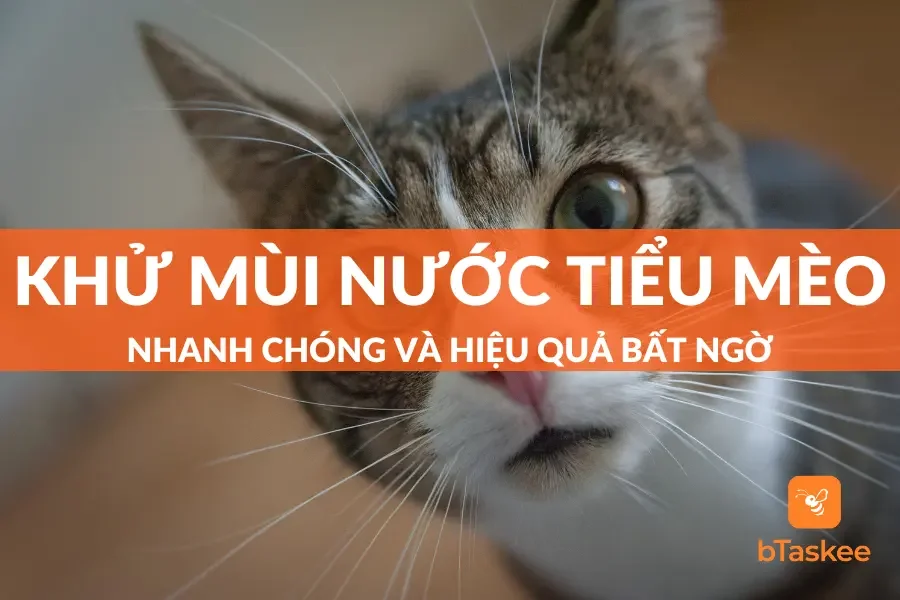 Cách Khử Mùi Nước Tiểu Mèo Dành Cho Người Yêu Thú Cưng